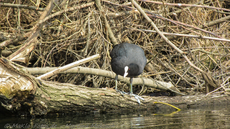 Kajak20180325-0019.jpg